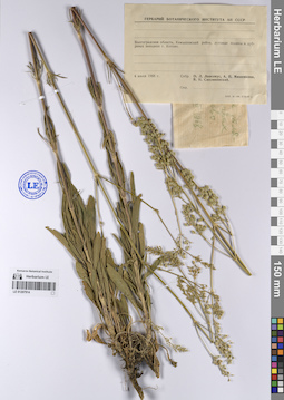 LE 01207914
