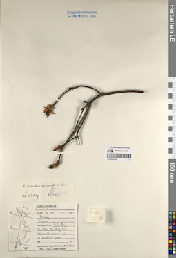 LE 01233153
