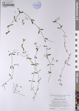 LE 01208025