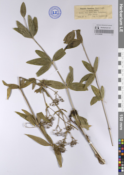 LE 01208586