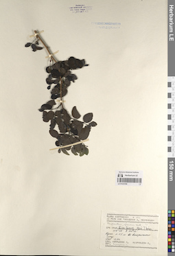 LE 01233184
