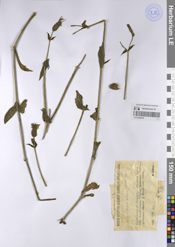 LE 01228270