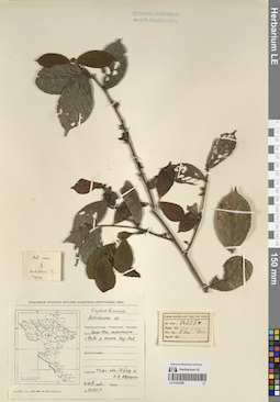 LE 01233288