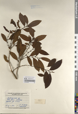 LE 01233342