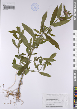 LE 01177282