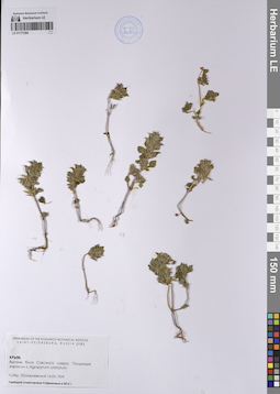 LE 01177284