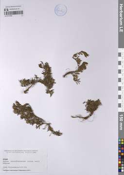 LE 01177286