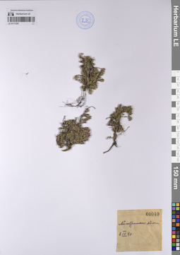 LE 01177297