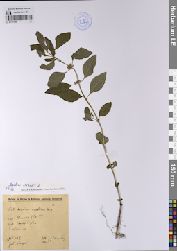 LE 01177305