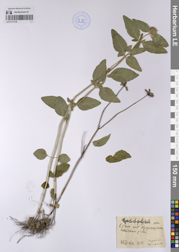LE 01177318