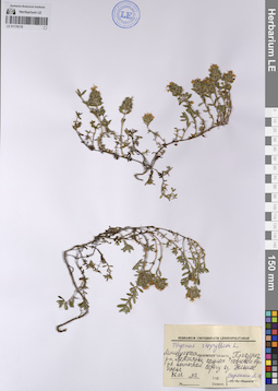 LE 01178178