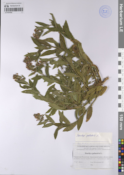 LE 01207502