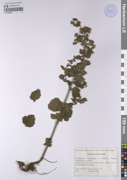 LE 01208285