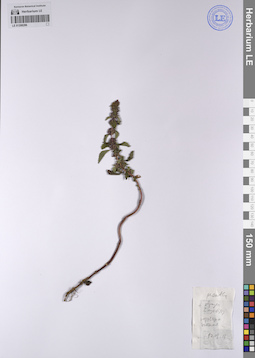 LE 01208286