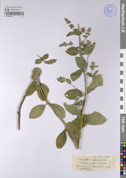 LE 01208288