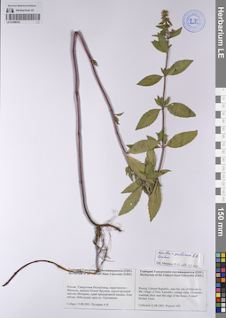 LE 01208332