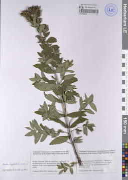 LE 01208335