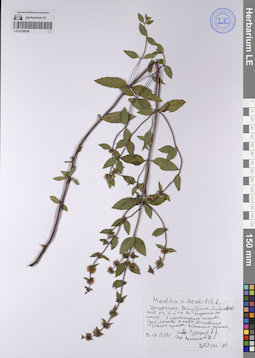 LE 01208350