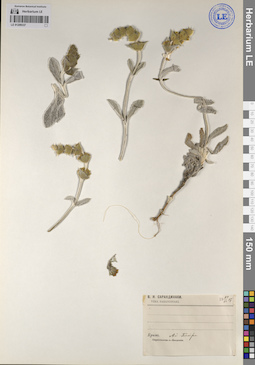 LE 01209337
