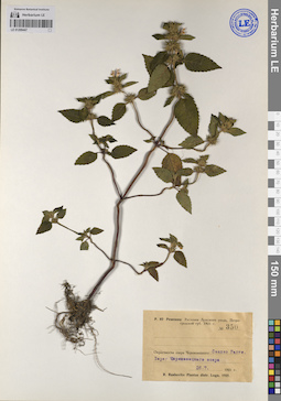 LE 01209447