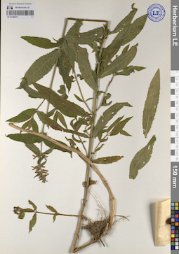 LE 01209474
