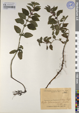 LE 01209475
