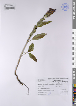 LE 01242615