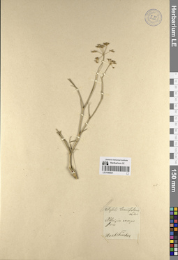 LE 01066021
