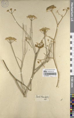 LE 01066025