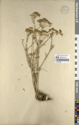LE 01066026