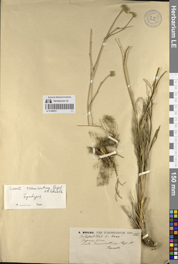 LE 01066031