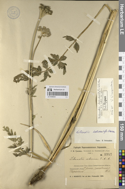 LE 01066035