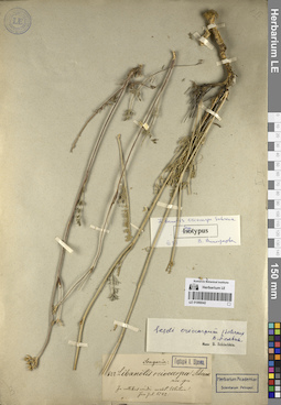 LE 01066042