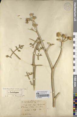 LE 01066064