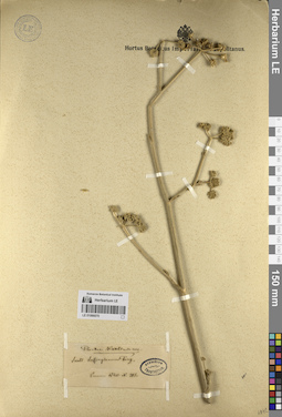 LE 01066070