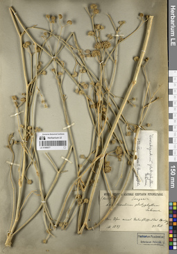 LE 01066077