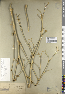 LE 01066080