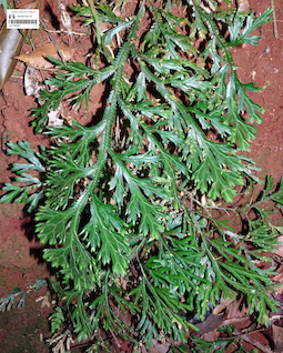 LE 01360301