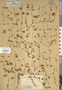 LE 01029604