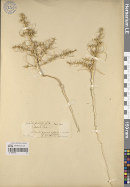 LE 00053793