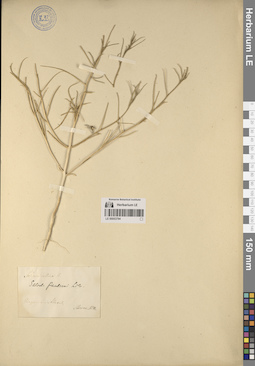 LE 00053794