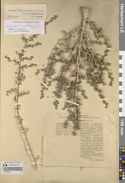 LE 00053871