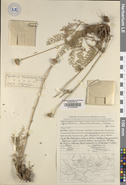 LE 01009466
