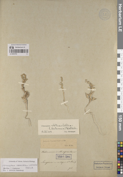 LE 00053783