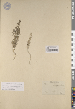 LE 00053785