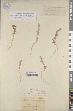 LE 00053787
