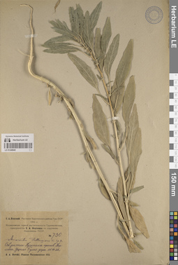 LE 01248940