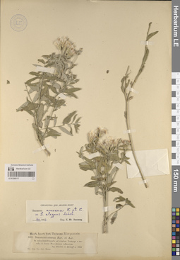 LE 01260117