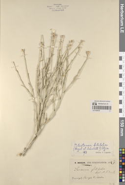 LE 01260157