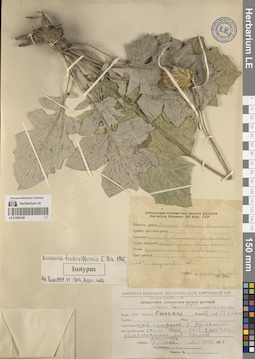 LE 01260168